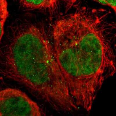 Immunocytochemistry/ Immunofluorescence: CDC45L Antibody [NBP1-85723]