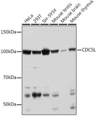 Western Blot: CDC5L Antibody (1D10W9) [NBP3-16816]