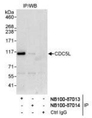 Immunoprecipitation: CDC5L Antibody [NB100-87013]