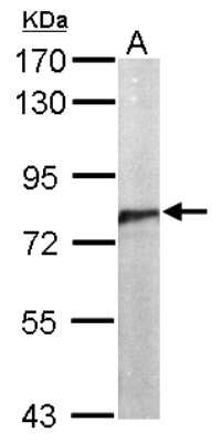 Western Blot: CDC5L Antibody [NBP2-15835]