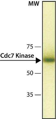 Western Blot: CDC7 Antibody (DCS-341)BSA Free [NB120-10535]