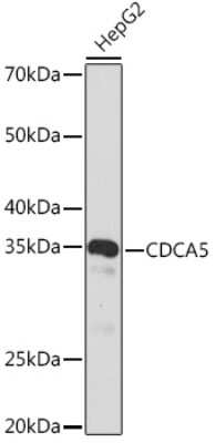 Western Blot: CDCA5 Antibody (1Y1C9) [NBP3-16318]