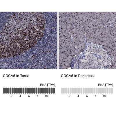 Immunocytochemistry/ Immunofluorescence: CDCA5 Antibody [NBP3-17048]