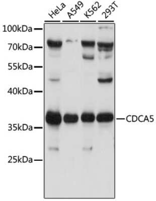 Western Blot: CDCA5 AntibodyAzide and BSA Free [NBP2-92331]