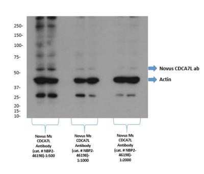 Western Blot: CDCA7L Antibody (OTI3B5)Azide and BSA Free [NBP2-72009]