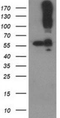 Western Blot: CDCP1 Antibody (OTI2C1)Azide and BSA Free [NBP2-72156]