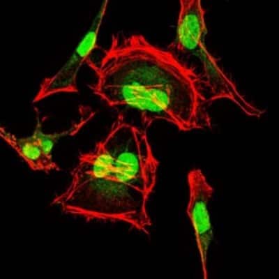 Immunocytochemistry/ Immunofluorescence: CDK2 Antibody (1A6) - BSA Free [NBP2-37507]