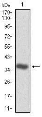 Western Blot: CDK2 Antibody (1A6)BSA Free [NBP2-37507]