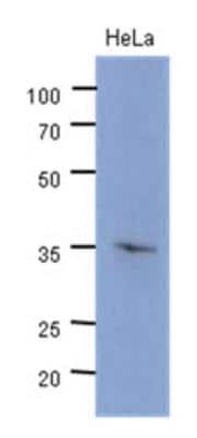 Western Blot: CDK4 Antibody (6D10)BSA Free [NBP2-42642]