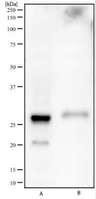 Western Blot: CDK4 Antibody [NBP2-32288]