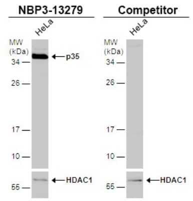 Western Blot: CDK5 Activator 1 Antibody [NBP3-13279]