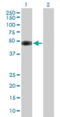 Western Blot: CDK5R2 Antibody [H00008941-B01P]