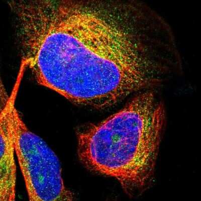 Immunocytochemistry/ Immunofluorescence: CDK5RAP3 Antibody [NBP1-86780]