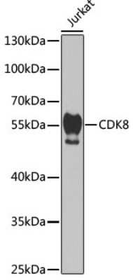 Western Blot: CDK8 AntibodyBSA Free [NBP2-92972]