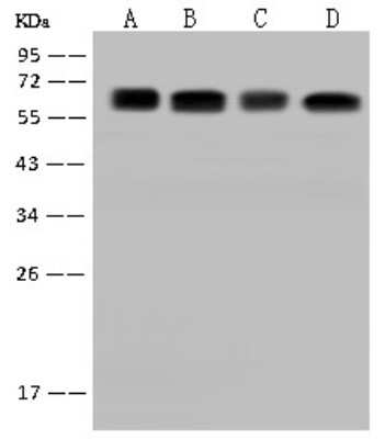 Western Blot: CDKAL1 Antibody [NBP2-98668]