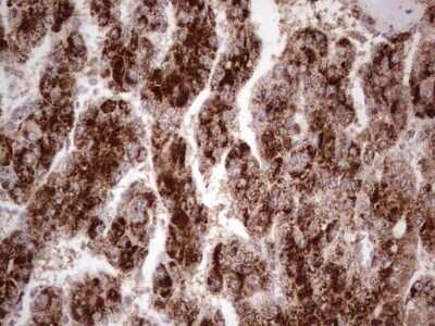 Immunohistochemistry: CDKL2 Antibody (OTI12C2) - Azide and BSA Free [NBP2-71406]