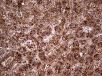 Immunohistochemistry: CDKL2 Antibody (OTI12C2) - Azide and BSA Free [NBP2-71406]