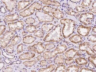 Immunohistochemistry-Paraffin: CDKL4 Antibody [NBP2-97193]