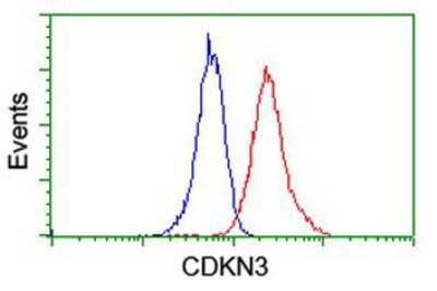 Flow Cytometry: CDKN3 Antibody (OTI2E11) [NBP2-01245]