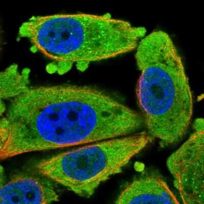 Immunocytochemistry/ Immunofluorescence: CDKN3 Antibody [NBP2-58459]