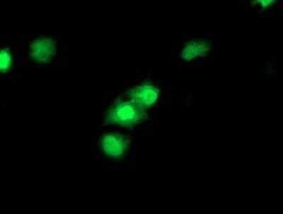 Immunocytochemistry/ Immunofluorescence: CDKN3 Antibody (OTI2E11) - Azide and BSA Free [NBP2-70399]