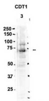 Western Blot: CDT1 Antibody [NBP1-58114]