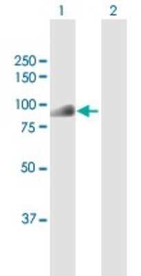 Western Blot: CDT2 Antibody [H00051514-D01P]