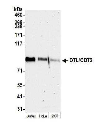 Western Blot: CDT2 Antibody [NB100-40840]