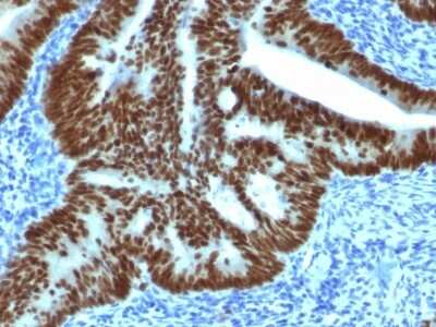 Immunohistochemistry-Paraffin: CDX2 Antibody (CDX2/1690) - Azide and BSA Free [NBP2-54472]