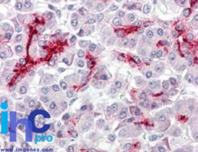 Immunohistochemistry-Paraffin: CDX2 Antibody [NBP2-24583]