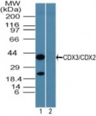Western Blot: CDX2 Antibody [NBP2-24583]