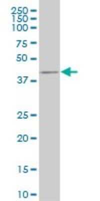 Western Blot: CDX4 Antibody (1E11) [H00001046-M16]