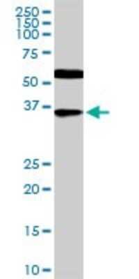 Western Blot: CDX4 Antibody (1E9) [H00001046-M12]
