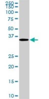 Western Blot: CDX4 Antibody (1G12) [H00001046-M01]