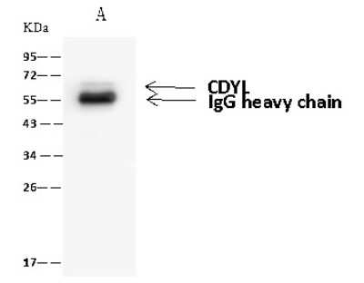 Immunoprecipitation: CDYL Antibody [NBP2-98669]