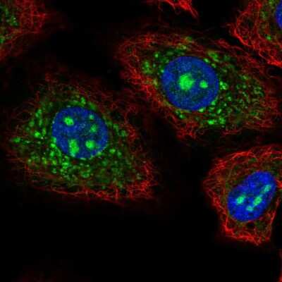 Immunocytochemistry/ Immunofluorescence: CEACAM19 Antibody [NBP2-55537]