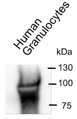 Immunoprecipitation: CEACAM6/CD66c Antibody (1H7-4B) - BSA Free [NBP2-54626]