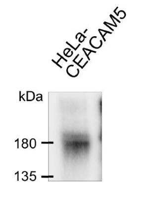 Immunoprecipitation: CEACAM5/CD66e Antibody (308/3-3) - BSA Free [NBP2-54624]