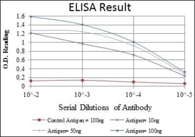 ELISA: CEBP Beta Antibody (3H9) - BSA Free [NBP2-37567]