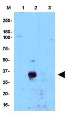 Western Blot: CEBP Delta Antibody [NB110-85519]