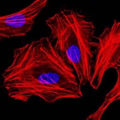 Immunocytochemistry/ Immunofluorescence: CEBP alpha Antibody (5B7) - BSA Free [NBP2-37497]