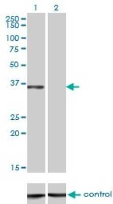 Western Blot: CEBP epsilon Antibody (7A4) [H00001053-M01]