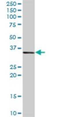 Western Blot: CEBP epsilon Antibody [H00001053-D01P]