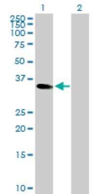 Western Blot: CEBP epsilon Antibody [H00001053-D01P]