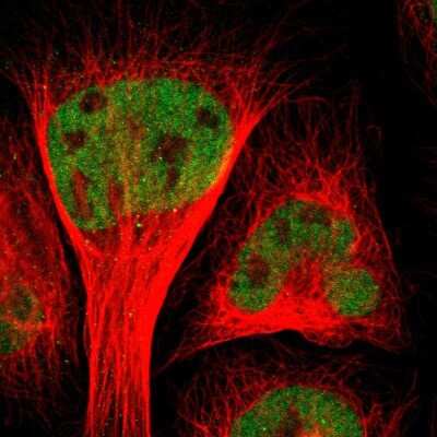 Immunocytochemistry/ Immunofluorescence: CEBP gamma Antibody [NBP1-89742]