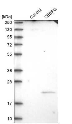 Western Blot: CEBP gamma Antibody [NBP1-89742]