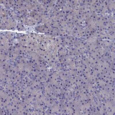 Immunohistochemistry-Paraffin: CEND1 Antibody [NBP2-14469]