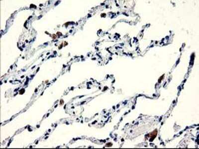 Immunohistochemistry-Paraffin: CENPH Antibody (OTI2G4) [NBP2-01449]