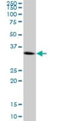 Western Blot: CENPH Antibody [H00064946-B02P]