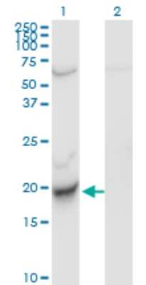Western Blot: CENPM Antibody (4C12-2C8) [H00079019-M01]